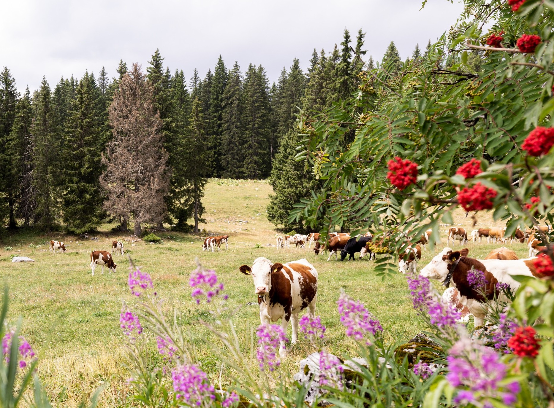 Qu'est-ce qu'un pâturage boisé?