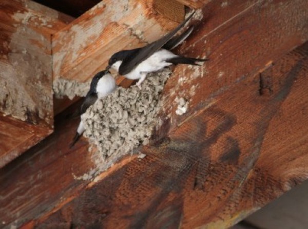 Hirondelle de fenêtre