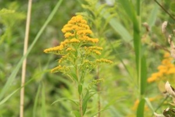 Solidages américaines