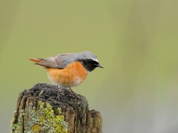 Rougequeue à front blanc